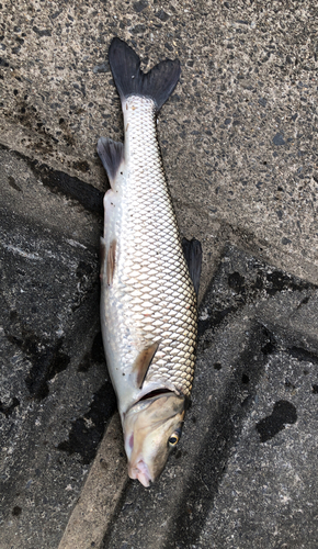 ニゴイの釣果