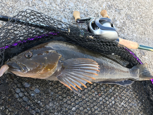 アイナメの釣果