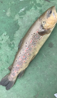 ブラウントラウトの釣果