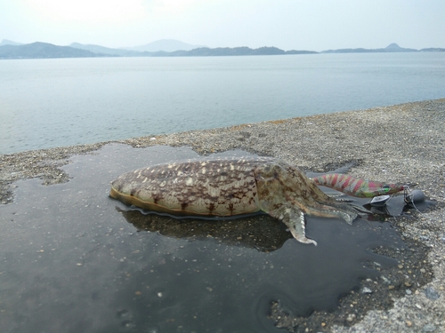 コウイカの釣果