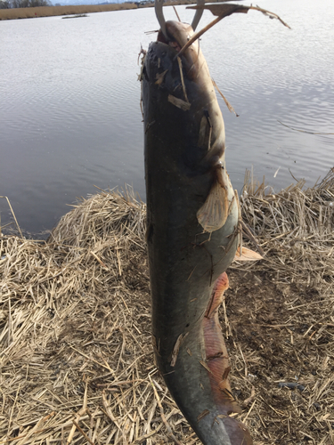 ナマズの釣果