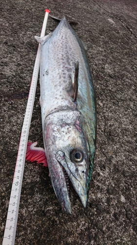 サワラの釣果