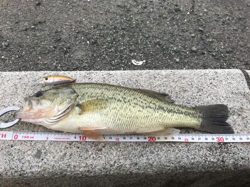 ブラックバスの釣果