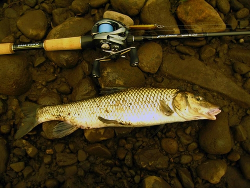 ニゴイの釣果