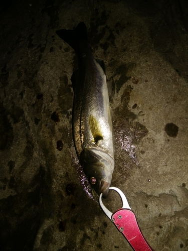 セイゴ（マルスズキ）の釣果