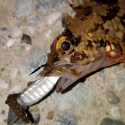 カサゴの釣果