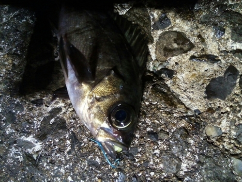 クロメバルの釣果