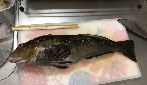 アイナメの釣果