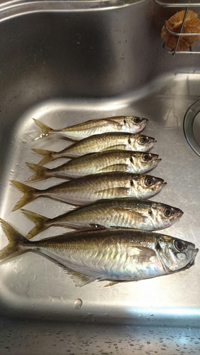 アジの釣果