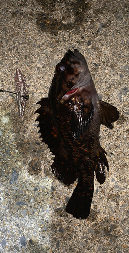 オウゴンムラソイの釣果