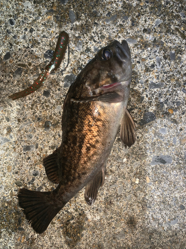 クロソイの釣果