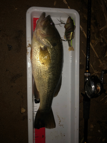 ブラックバスの釣果