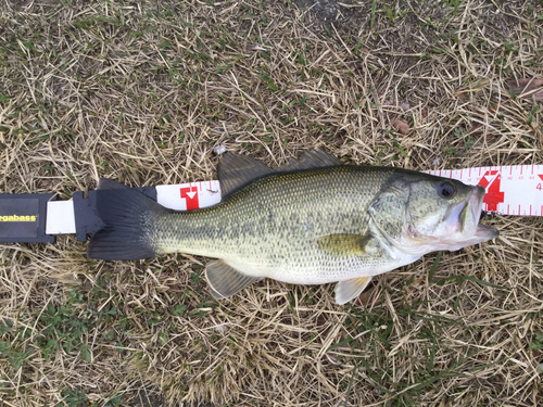 ブラックバスの釣果