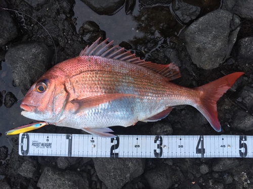 マダイの釣果