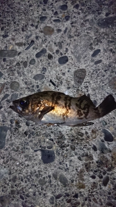 メバルの釣果