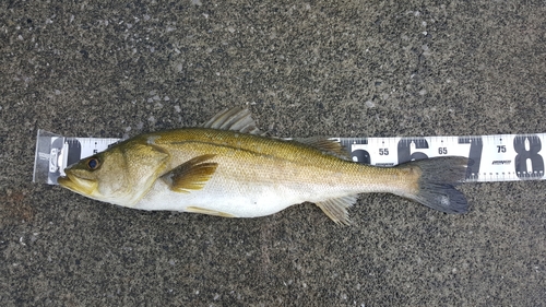 スズキの釣果