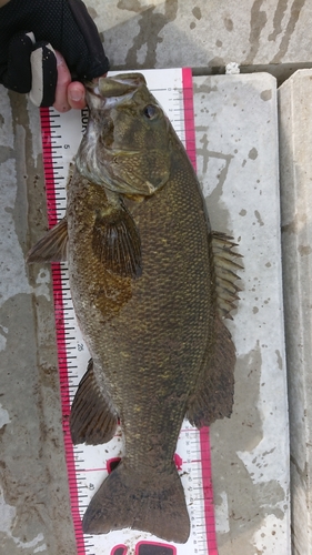 スモールマウスバスの釣果