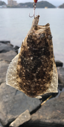 ソゲの釣果