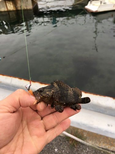 ソイの釣果