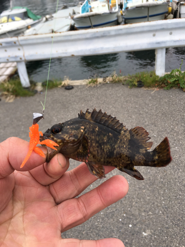 ソイの釣果