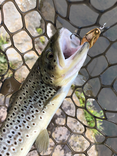 ブラウントラウトの釣果