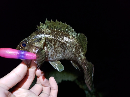 ムラソイの釣果