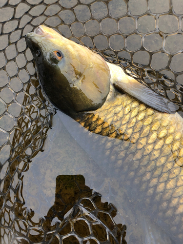 ソウギョの釣果