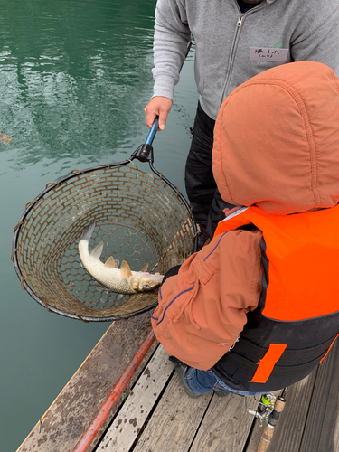 ニゴイの釣果