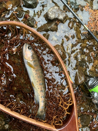 ヤマメの釣果