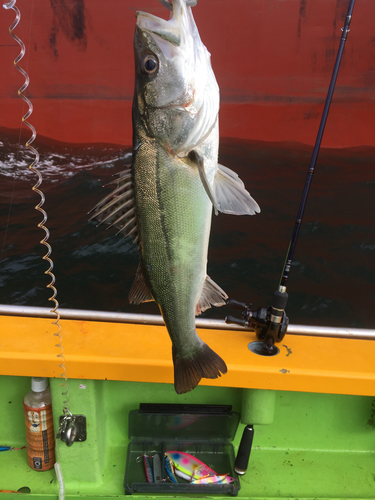 シーバスの釣果