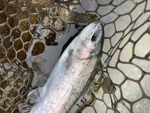 ホウライマスの釣果