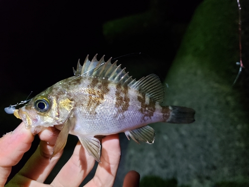 メバルの釣果