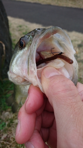 ラージマウスバスの釣果