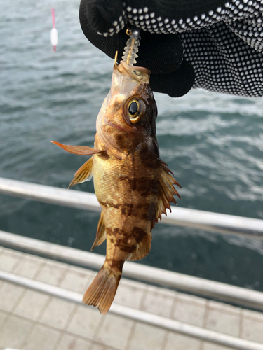 メバルの釣果