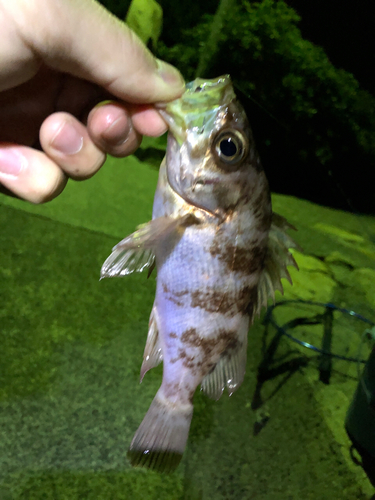 メバルの釣果