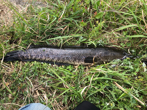 ライギョの釣果