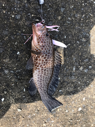 オオモンハタの釣果