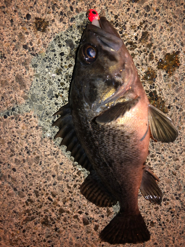 クロソイの釣果