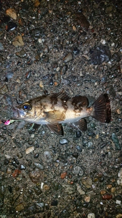 メバルの釣果