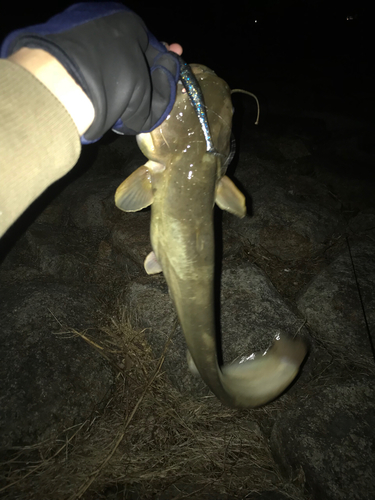 ナマズの釣果