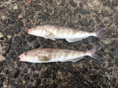 ホッケの釣果