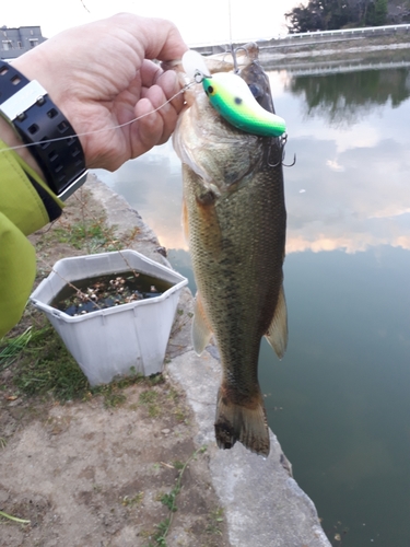 ブラックバスの釣果