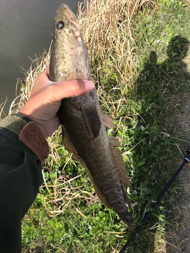 ライギョの釣果