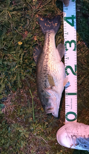 ブラックバスの釣果