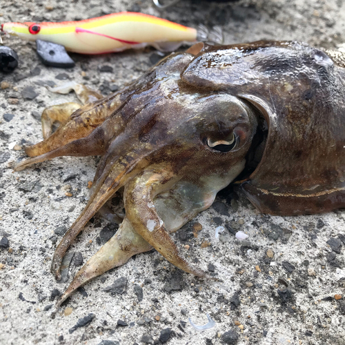 コウイカの釣果