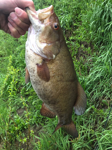 スモールマウスバスの釣果