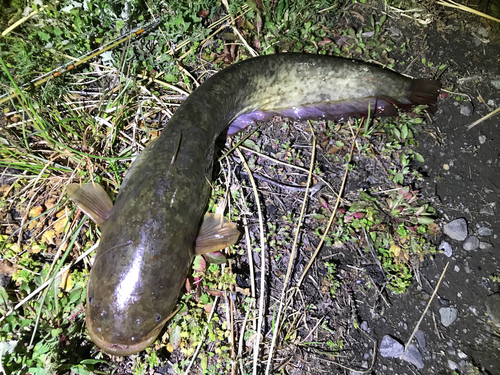 ナマズの釣果