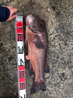 コブダイの釣果
