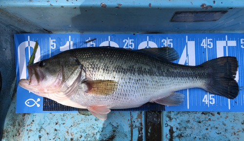 ブラックバスの釣果