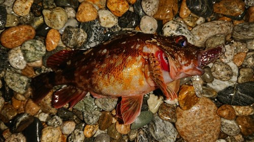 カサゴの釣果